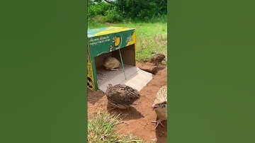 amazing creative quail trap using cardboard box #shorts #diy creative