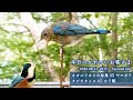 『オオルリオス幼鳥VSヤマガラ & キビタキメスVSカラ類』本日のかわいいお客さま 2020/08/31-09/01 ep160