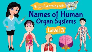 Organ System: Names of Human Organ Systems | Tutway