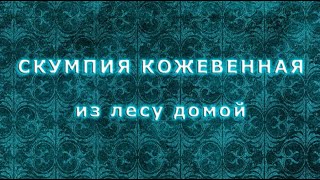 Посадка скумпии кожевенной. Из лесу домой.