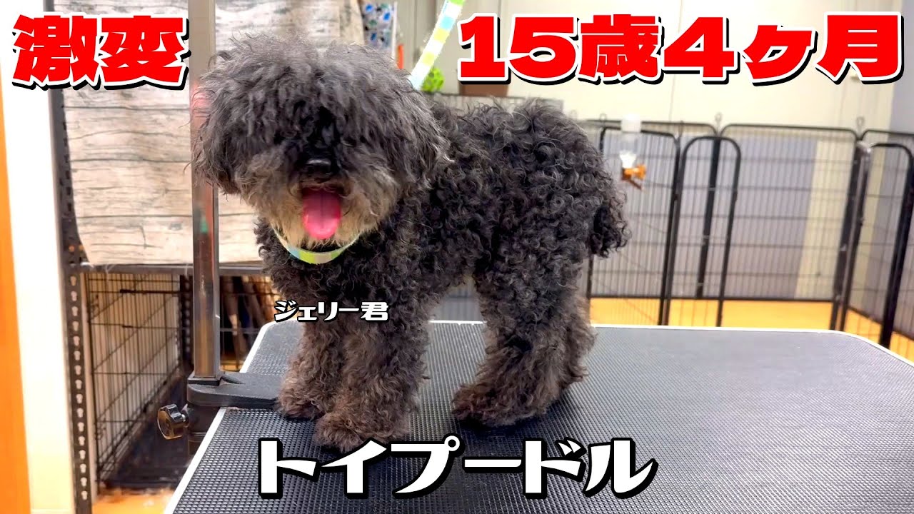 ハイシニア犬が可愛く激変！】15歳4ヶ月のトイプー・ジェリー君