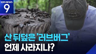 계양산 뒤덮은 ‘러브버그’…방역 어려운 이유는? [9시 뉴스] / KBS  2025.07.01.