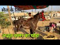 बालोतरा मेले मेंकिसान लेकर आया अद्भुत कलर का घोड़ा||balotra hores fair 2022