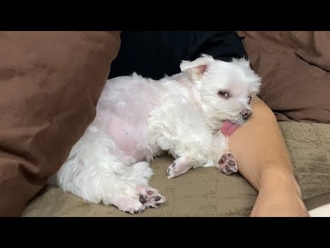 愛犬を巡ってこの後ママとパパが喧嘩になりました…