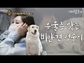 채리나의 우울증을 앓는 비만견 영순이, 배 속에 자갈이?? ㅠㅠ [나는 아픈개와 산다]