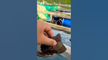 Câu Cá Biển - Câu Cá Bò Da Bằng Rường -  ĐAM MÊ CÂU KÉO