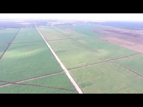 Video: Shamba Hupanda Mbigili