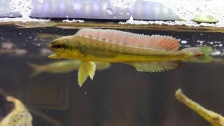 シイラ幼魚の食欲 Youtube シイラ幼魚の食欲 Youtube