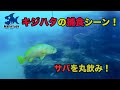 巨大なキジハタがサバに食らいつく！泳がせ釣りの衝撃の捕食シーン！