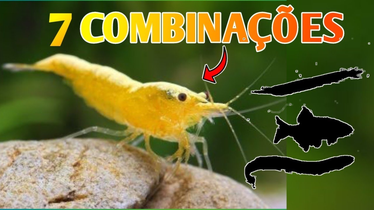 OUTRAS 7 COMBINAÇÃO COM CAMARÕES NEOCARIDINAS ( Combinação Perfeita ✅)