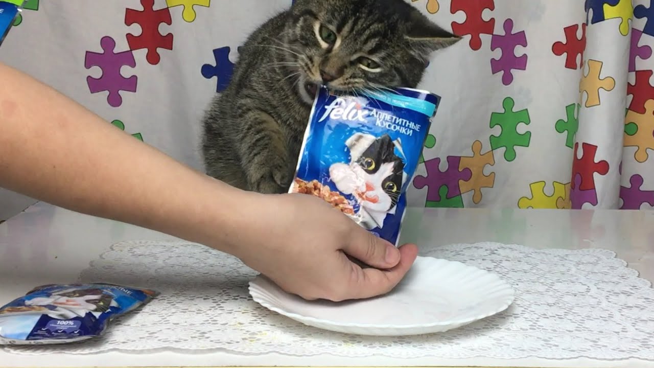 CAT eating wet cat food FELIX YouTube