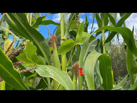 Video: A Three Sisters Garden - Kacang, Jagung & Skuasy - Tahu Berkebun