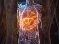 “The Silent Organ That Keeps You Alive (Liver Explained)”