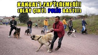 10 KÖPEK BİR ARAYA GELİNCE İŞLER KIZIŞTI POLİS BASTI!! (Pitbull , Kangal , Rottweiler , Alman Kurdu)