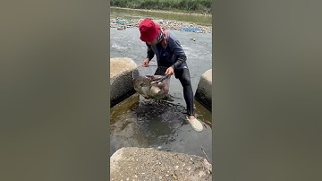 Cá Lớn - bắt Cá Khủng ẩn nấp dưới cống nước 🤩 #khacthuyvlogg