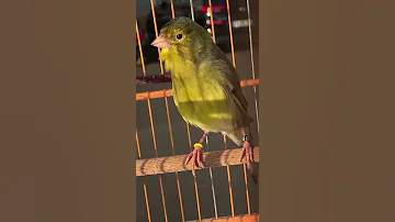كناري تمبرادو ماشاء الله 