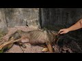 NTN - Cứu Sống Chó Bị Bỏ Đói Sắp Chết (Starving Puppies Rescue )