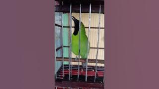 Cara mengeluaran suara cucak ijo DJ siul dengan pancingan musik