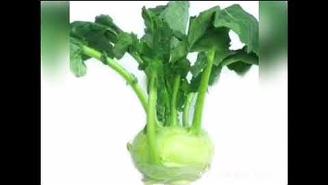 NBTN:Nhận biết củ su hào, GV, Chu Thị Nga