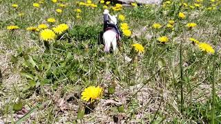 Sunflower runs back to the rock 