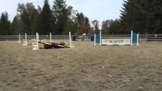 Mav schooling bounces , flying changes and 2'9 jumps