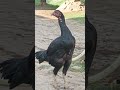 Dogar Vision #music #short #aseel #chicken #dogar