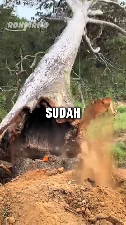 MENEBANG POHON BERUMUR RATUSAN TAHUN