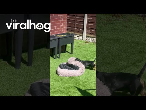 Mini Dachshund Drags Bed Outside to Enjoy the Sun || ViralHog