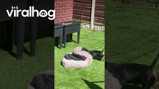 Mini Dachshund Drags Bed Outside To Enjoy The Sun || Viralhog