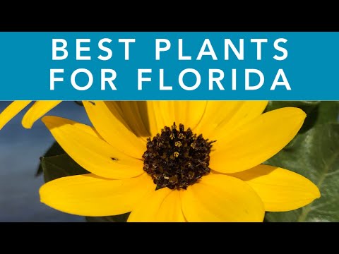 Vídeo: Peònia Lacto Florida