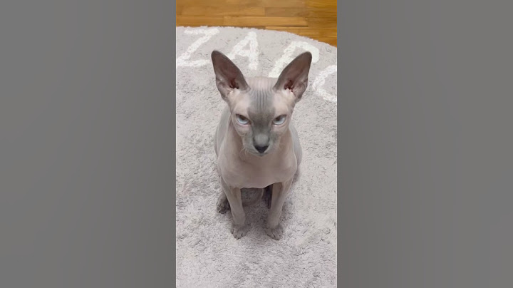 Watch the video about Hairless cat's meow【Sphynx】