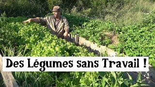 Récolter des Légumes sans effort ! (Potager très Facile)