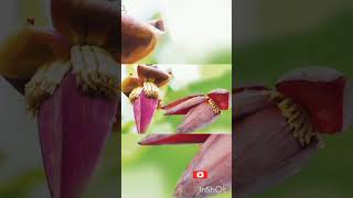 Health Benefits in Banana Flower#කෙසෙල්මුව සතු සෞඛ්‍යම වාසි#srilanka??#colombo#subscribe