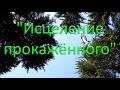 "Исцеление прокажённого". П. Шевель. МСЦ ЕХБ