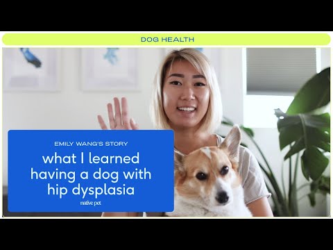 What I Learned Having A Dog With Hip Dysplasia
