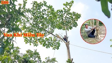 Vua Khỉ cưa treo nhánh và hạ cây Bàng gai lớn sẽ ra sao ??? (phần cuối) Cutting thorny eagle tree  .