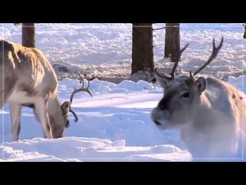 Video: Şimal maralıları konfet qamışları yeyə bilərmi?