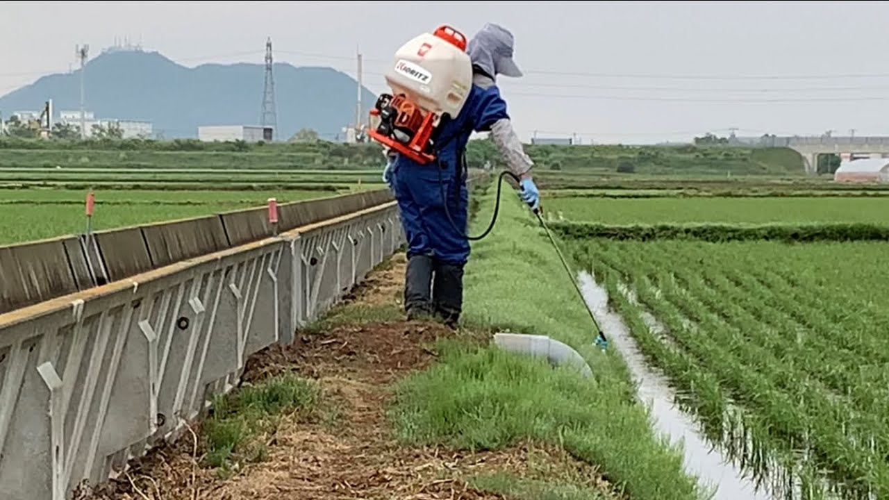 除草 剤 撒い た 後