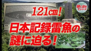 日本記録！121cm雷魚の謎に迫る！【謎に迫るシリーズ第一回】