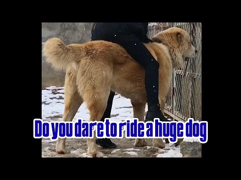 Dare to ride a large dog?Alabai Central Asian Shepherd Biggest ferocious dog huge dog Giant dog