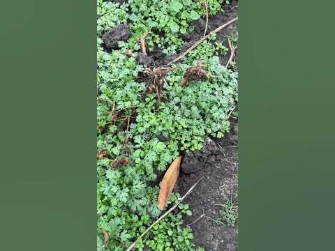 #хризантема #сад #дача #многолетники #хризантемамультифлора # ...