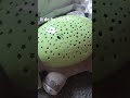 Possessed Elephant Dies 