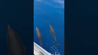 Boat Sailing with Dolphins off the Coast