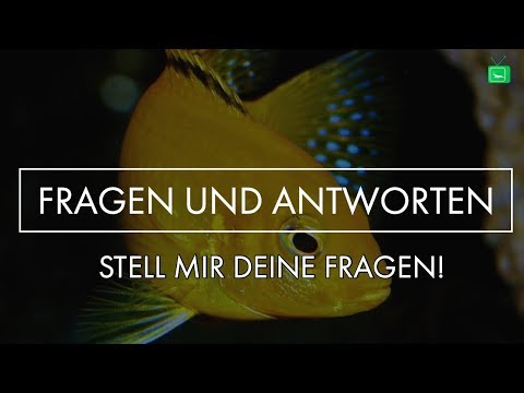 VERMEHREN SICH GARNELEN IM WARMEN WASSER SCHNELLER? | FRAGEN UND ANTWORTEN #3 | GarnelenTv