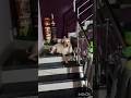 #trending #doglover #viral #subscribe