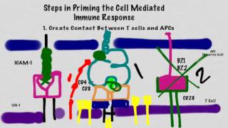 T cell priming