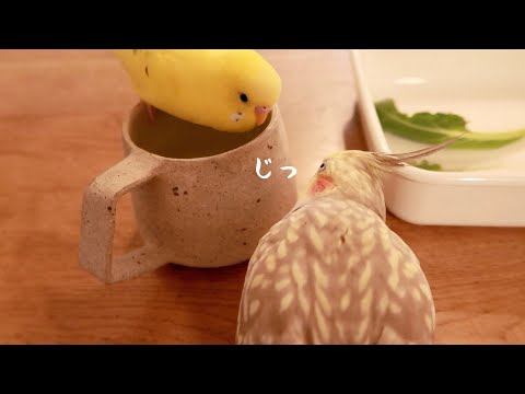 かじる鳥を警備する鳥 窓辺でおしゃべり セキセイインコとオカメインコの日常 Cockatiel Budgerigar Vlog Youtube
