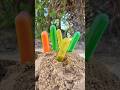 The guy Show AMAZING skills and useful in forest #bushcraft #candy #survival #outdoors #skills
