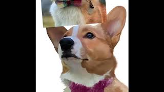 Pet Portrait | Digital Painting | Dog | Time Lapse | - Morty the Corgi