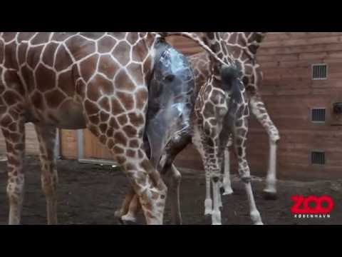 Girafunge kommer til verden | Copenhagen Zoo